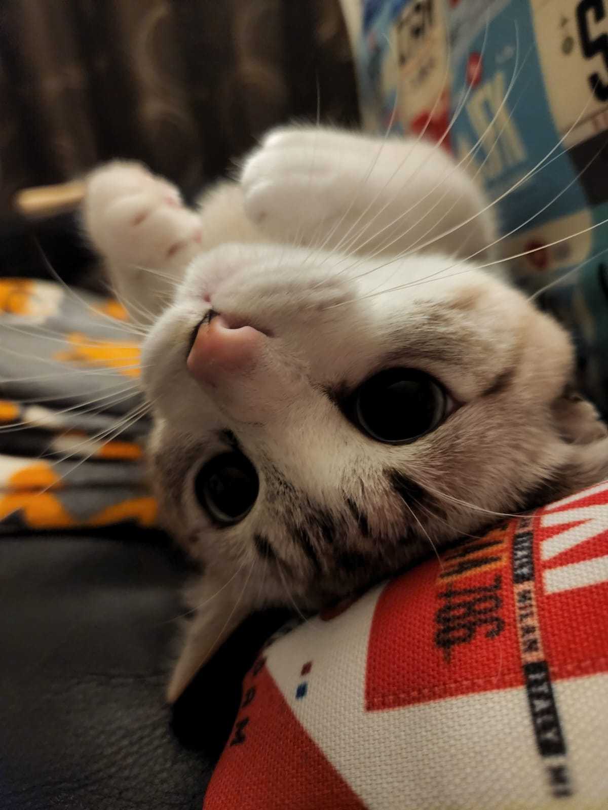 Nacho