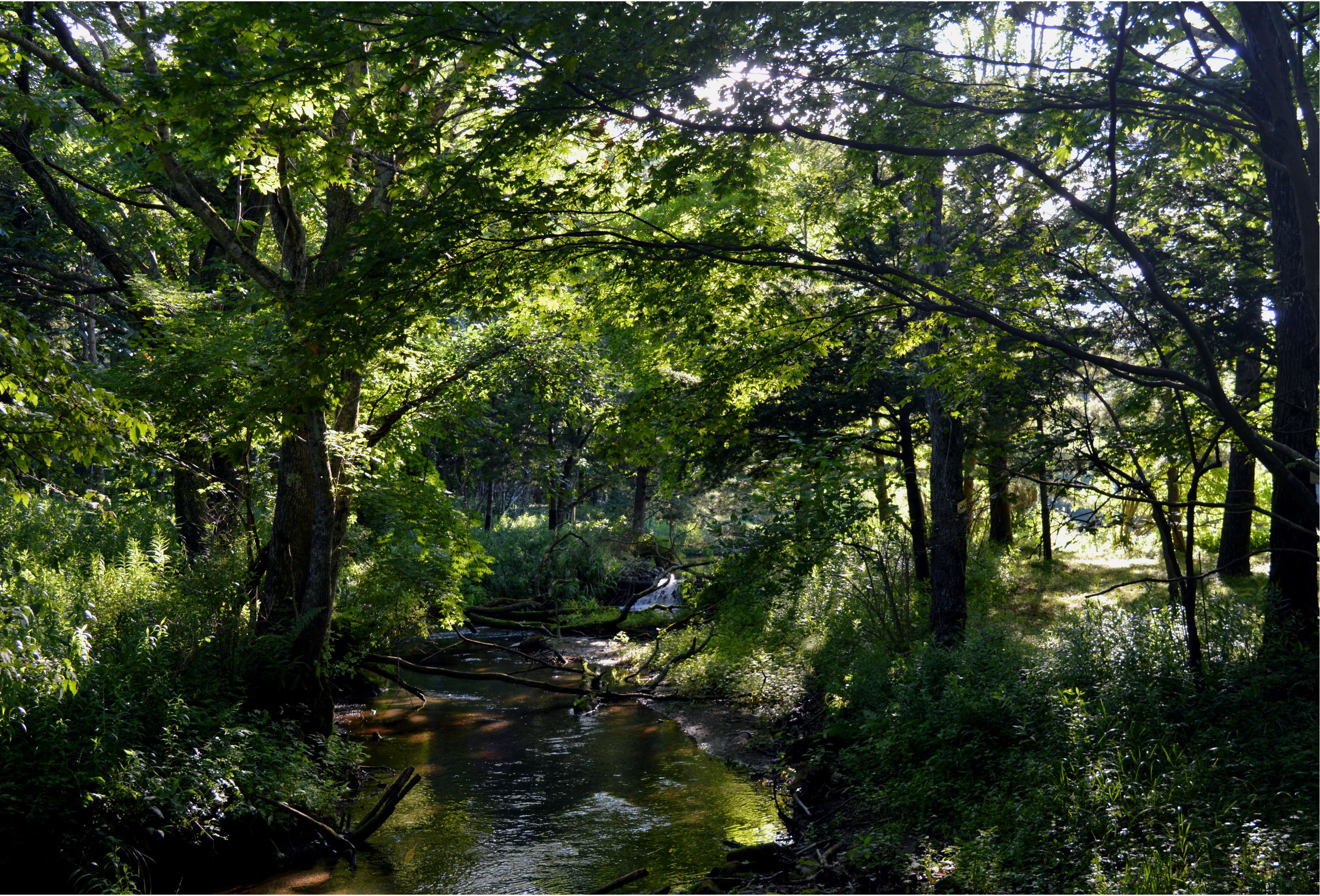 Freshwater field research in Hokkaido