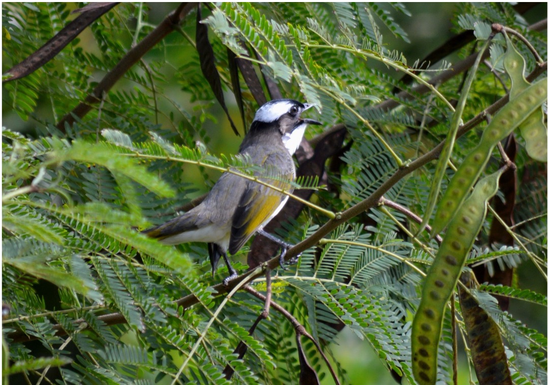 Response diversity research across ecological systems