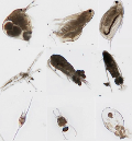 Response diversity research across ecological systems